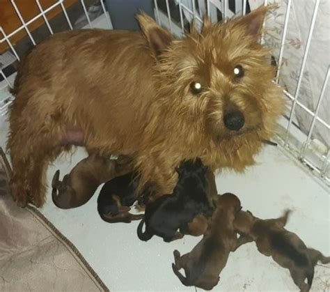 australian terrier for sale melbourne